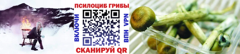 Галлюциногенные грибы Psilocybe  Купить где  Горячий Ключ 