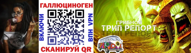 Галлюциногенные грибы Psilocybine cubensis Горячий Ключ